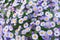 Many little purple daisy flowers close up, violet alpine aster wildflowers, delicate lilac floral background, beautiful chamomiles