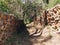 Many logs cut and stacked in the forest.