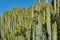 Many long cacti