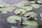 Many lotus leaves stacked in a pool With the lotus flower