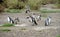 Many magellanic penguins digging burrow