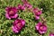 Many magenta-colored flowers in the leafage of tree peony in April