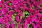 Many magenta-colored flowers of petunia from above