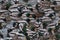 Many Mallards