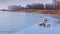 Many mallards on the lake Balafon of Hungary