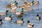 Many mallards on a partially frozen lake in the water and on the ice