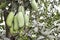 Many mango on the tree in garden Background in paddy fields