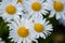 Many marguerites on a meadow of flowers in the garden with nice white petals and white blossoms in full blow as spring flower