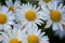 Many marguerites on a meadow of flowers in the garden with nice white petals and white blossoms in full blow as spring flower