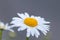 Many marguerites on a meadow of flowers in the garden with nice white petals and white blossoms in full blow as spring flower