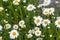 Many marguerites on a meadow of flowers in the garden with nice white petals and white blossoms in full blow as spring flower