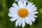 Many marguerites on a meadow of flowers in the garden with nice white petals and white blossoms in full blow as spring flower