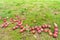 Many mature apple hanging on the tree and lying on the ground