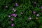 Many meadow geranium, meadow crane`s-bill, Geranium pratense, field plant, five-petaled purple pink flower growing among green gr