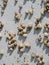 Many Mediterranean sand snails Theba pisana hanging on a white wall in the midday heat in Porthcurno southern England