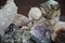 Many minerals, quartz and pyrite cubes