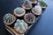 Many mini cactus in block plants for decoration and hobby