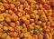 Many miniature pumpkins background