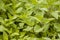 Many mint grows on blurred background