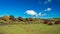 Many moai statues and pukao on the ground