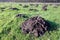Many molehills in green grassland