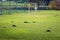 Many molehills / mole mounds on football soccer field