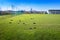 Many molehills / mole mounds on football soccer field