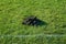 Many molehills / mole mounds on football soccer field