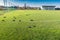 Many molehills / mole mounds on football soccer field