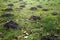 Many molehills and old leaves in the grass in a meadow, garden c