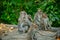 Many monkeys came to breakfast in the park.