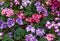 Many multi-colored Alpine violets in flower pots