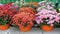 Many multi-colored fresh vibrant flowers in pots are displayed in rows for sale next to a flower shop.