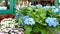 Many multi-colored fresh vibrant flowers in pots are displayed in rows for sale next to a flower shop.