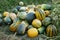 Many multi-colored pumpkins and squash lie on the grass in a heap.Halloween blank