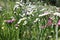 Many multicolored statice flowers grow in garden closeup background