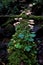 Many mushrooms on mossy and overgrown tree trunk