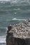 Many nests of australasian gannet birds packed at the Muriwai gannet colony along the North Island coastline