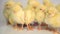 Many newborn chickens