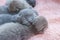 Many newborn gray little kittens lie on a pink coverlet. Close-up. Scottish cat