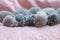 Many newborn gray little kittens lie on a pink coverlet. Close-up. Scottish cat