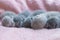 Many newborn gray little kittens lie on a pink coverlet. Close-up. Scottish cat