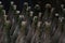 Many old dusty champagne bottles, stacked in the wine cellar close up view