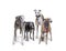 Many old Galgo espanol dog standing an wearing a collar