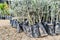 Many olive tree seedlings in plant nursery prepared for sale. Lower angle
