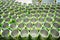 Many open aluminum cans for drinks move on conveyor