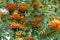 Many orange berries on branches of rowan