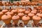 Many orange clay pots outside at pottery