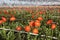 Many orange flowers in dutch greenhouse