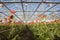 Many orange flowers in dutch greenhouse